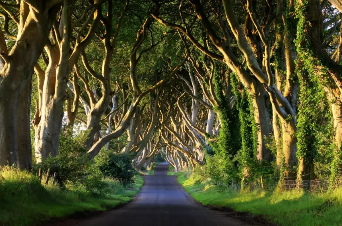 dark hedges northern ireland, most beautiful places in UK