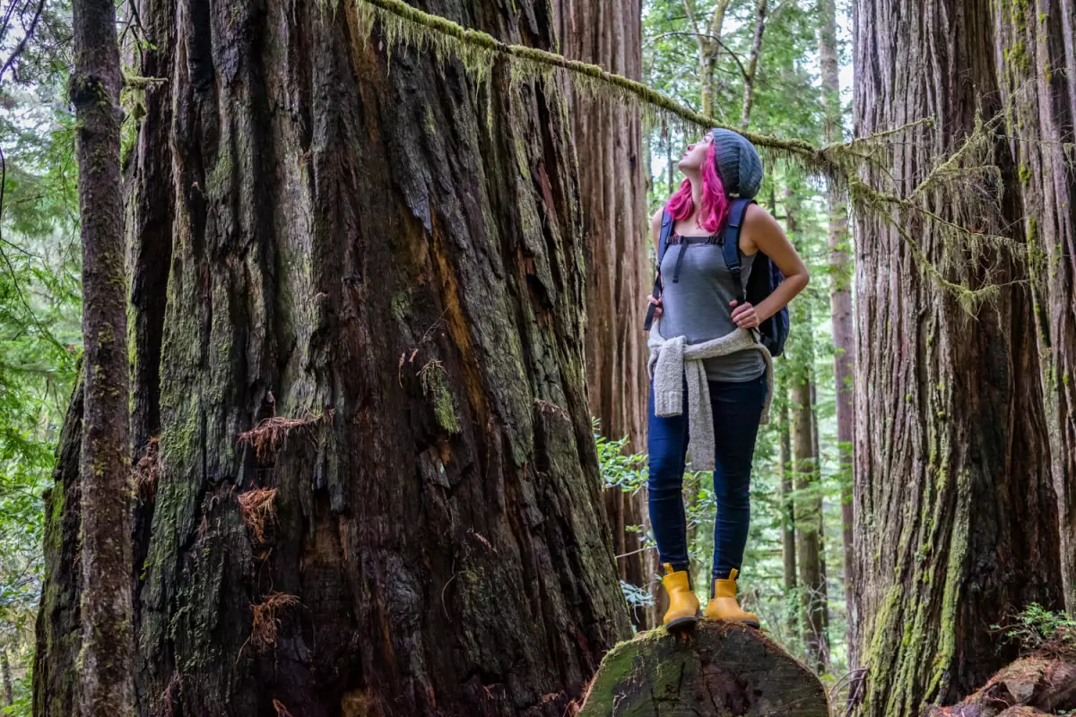 Kim (the author) looks up at giant coastal redwoods in her Bobbis