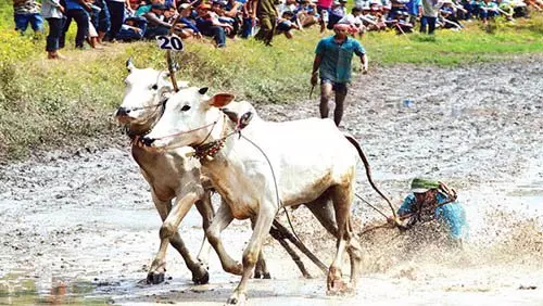 traditional vietnamese sports cow racing
